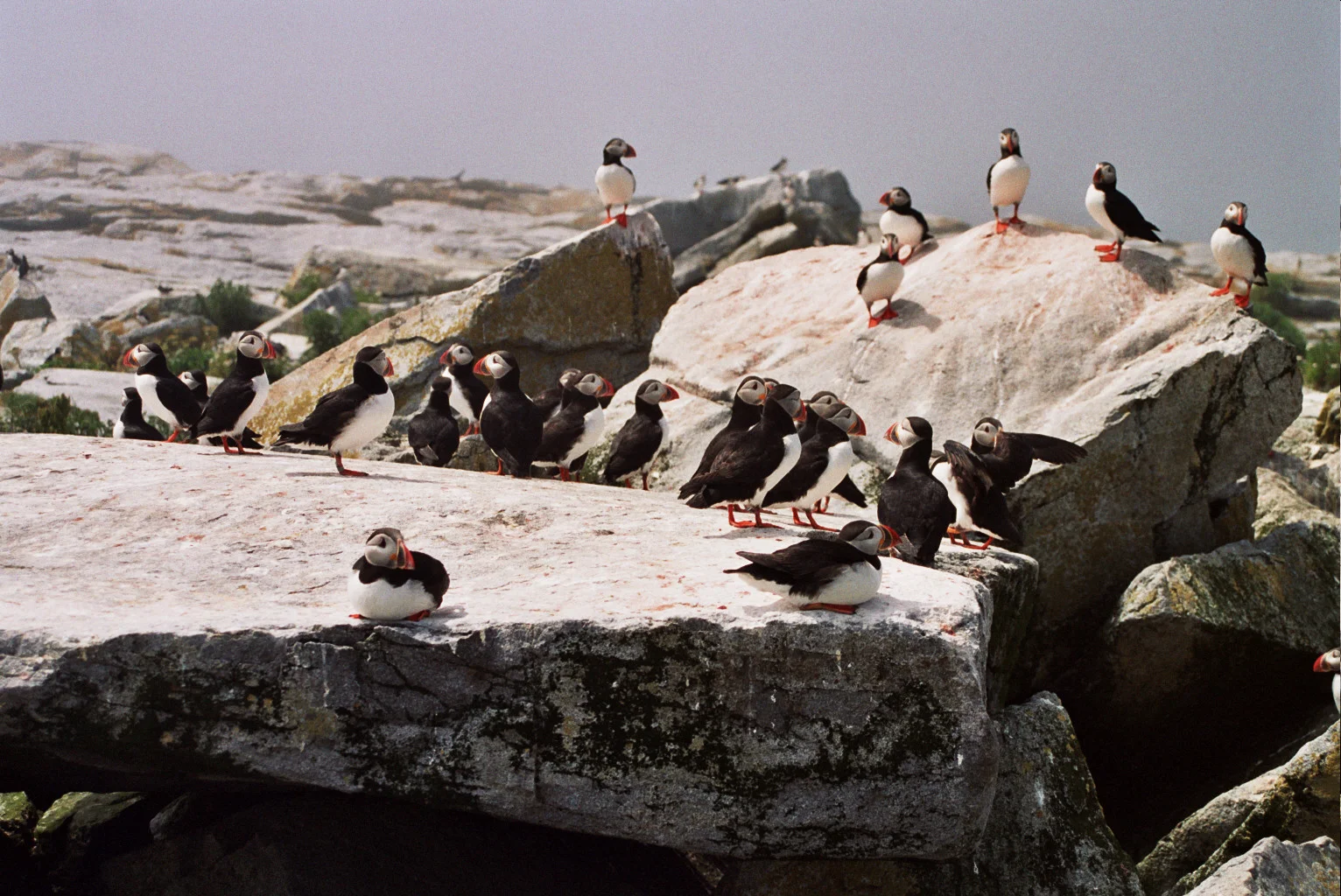 Puffins on Machias Seal Island