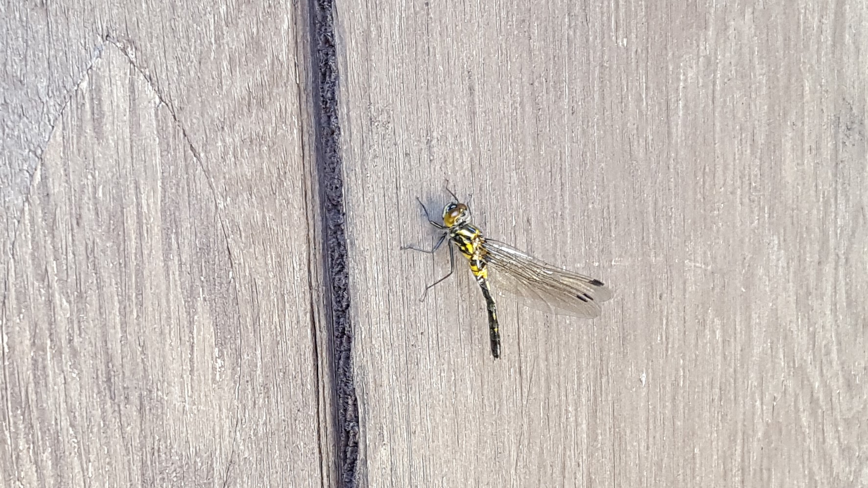 Common Pondhawk