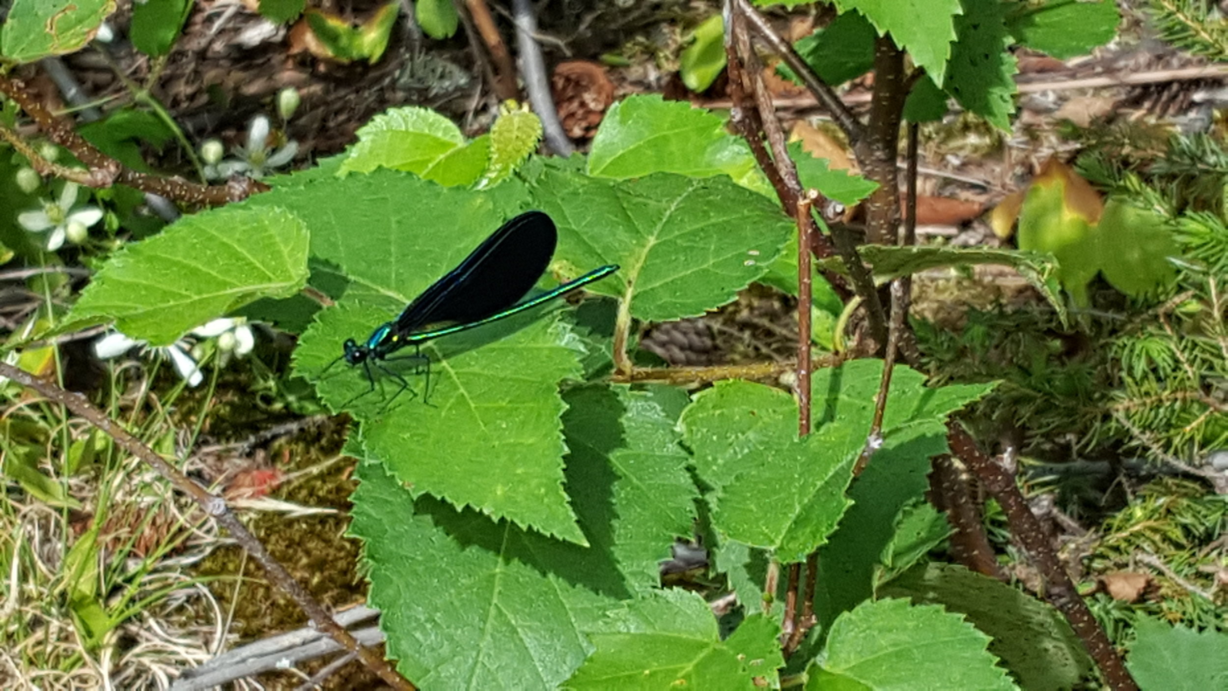 Ebony Jewelwing (in Baxter State Park)