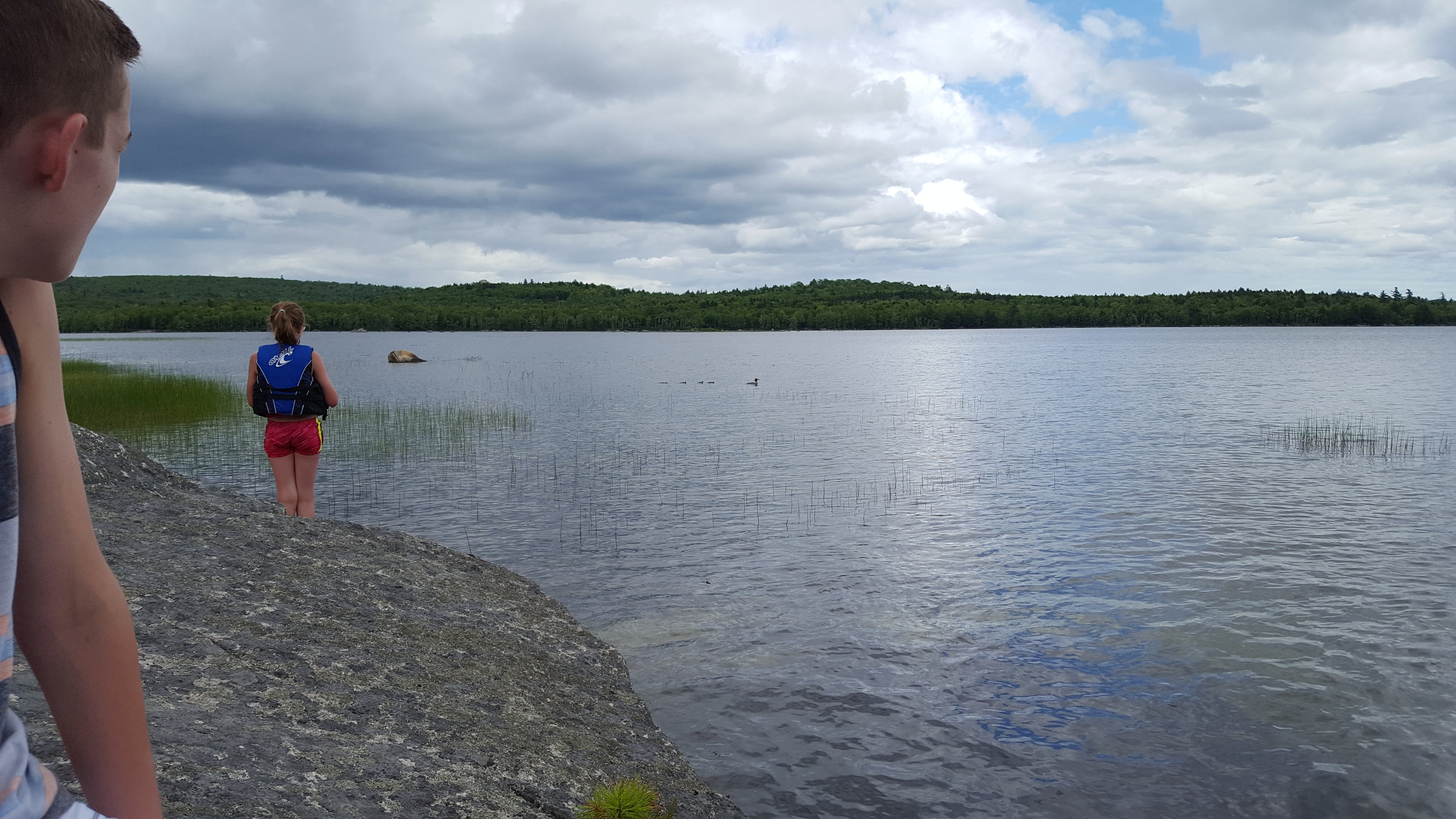 Henry and Emma watch the mergansers