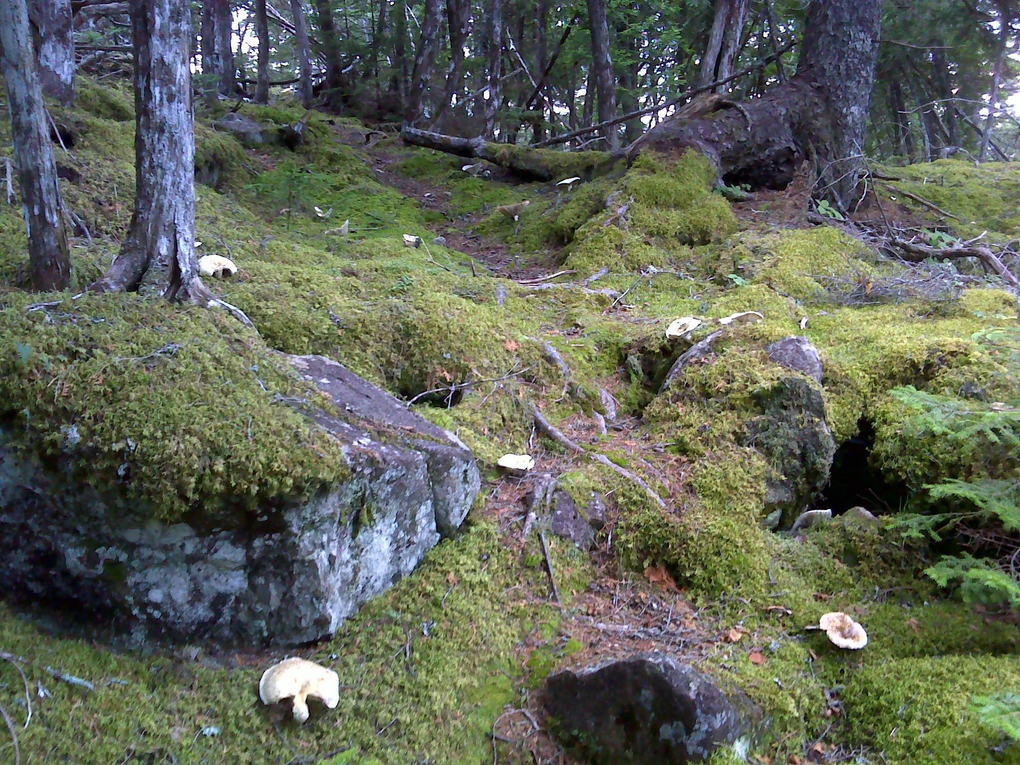 Bell's Mountain's wooded summit