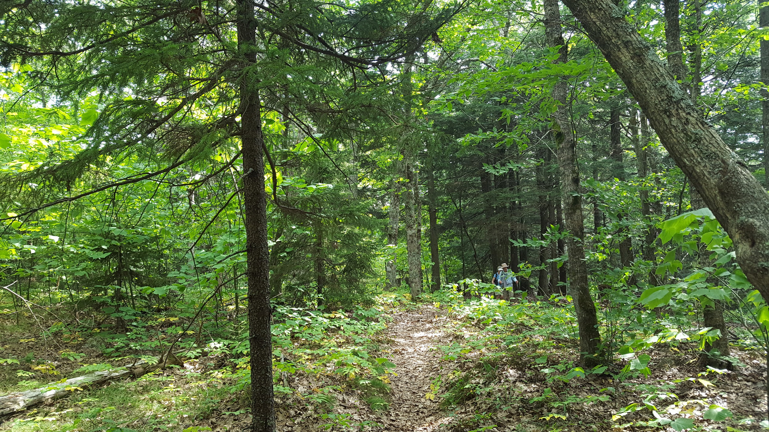 The view from Derry Mountain is of beautiful mature trees all around