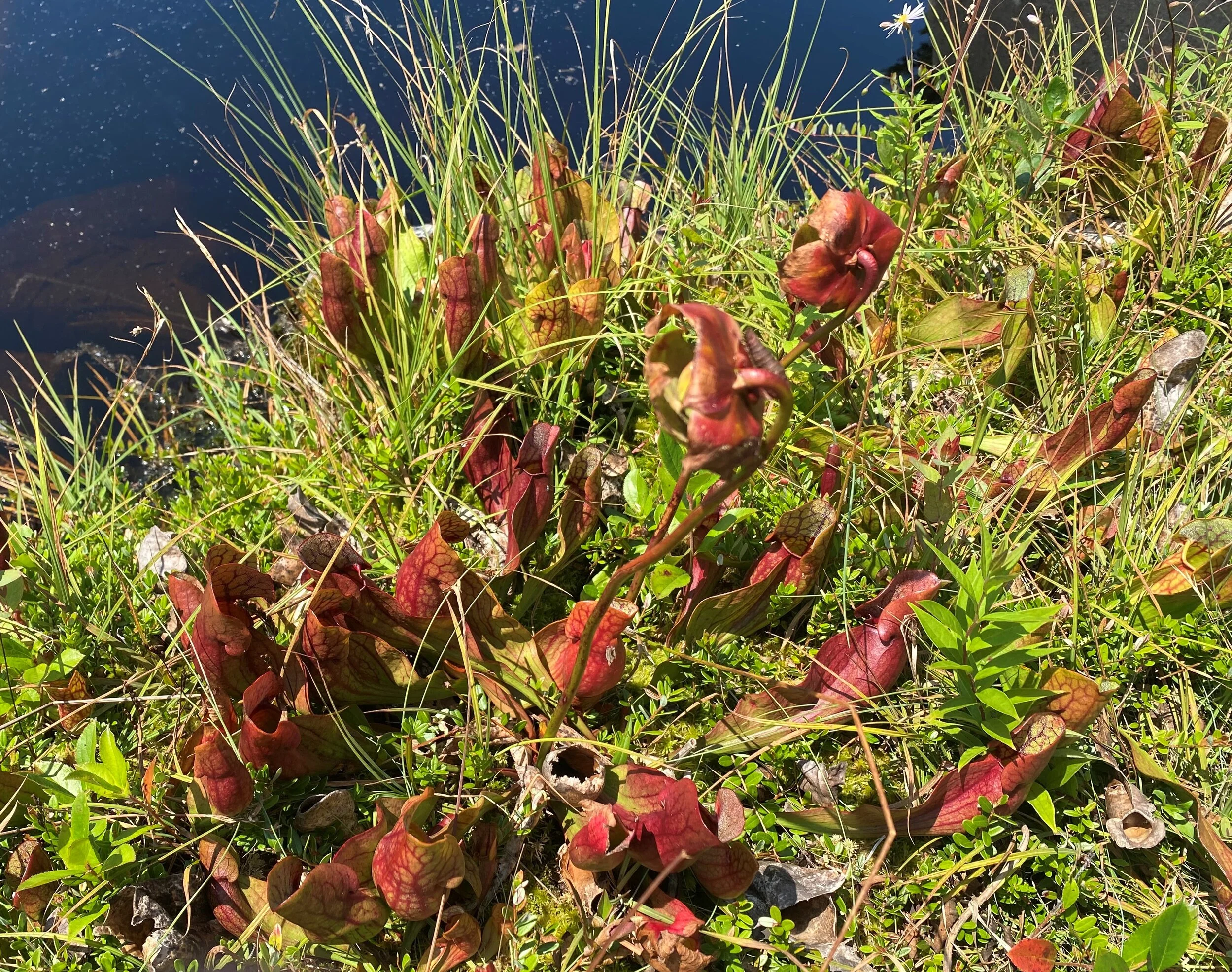 Pitcher plant in bloom along the Bold Coast