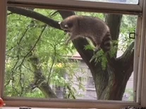 Best raccoon shot .jpeg