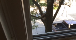Raccoon in tree.jpeg