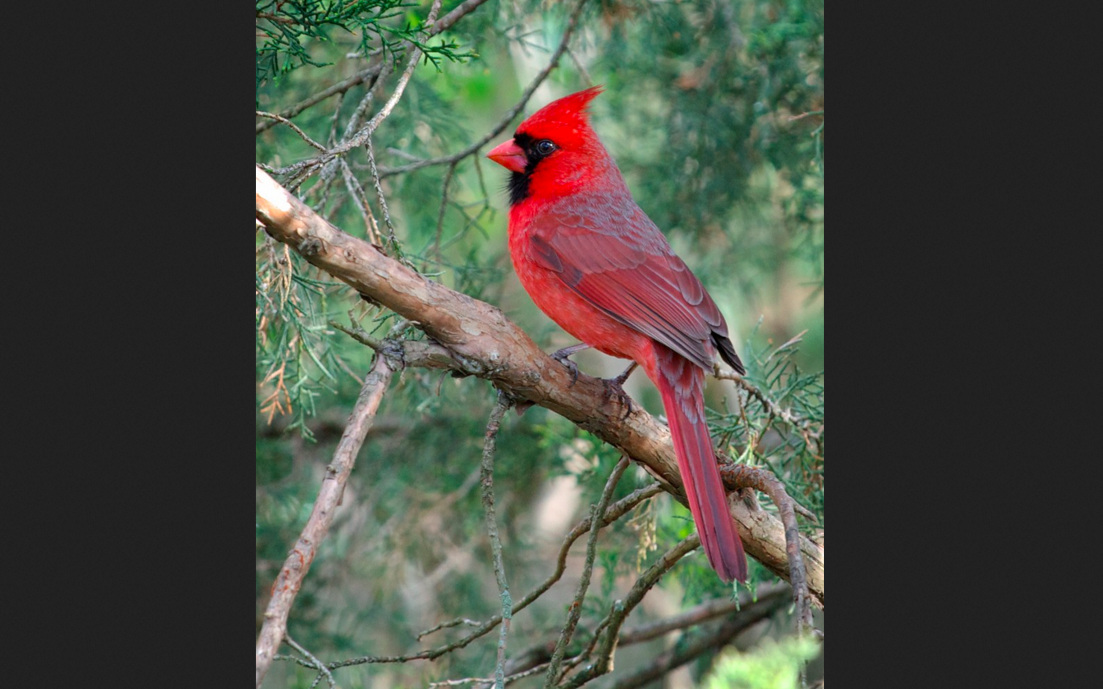 Cardinal+2nd+Image.jpg