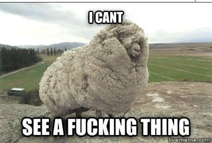 Sheep # 2 can't see a thing.jpg