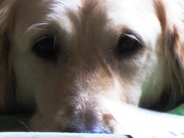 RIP Emma 2002-2016. A very, very good girl. 
