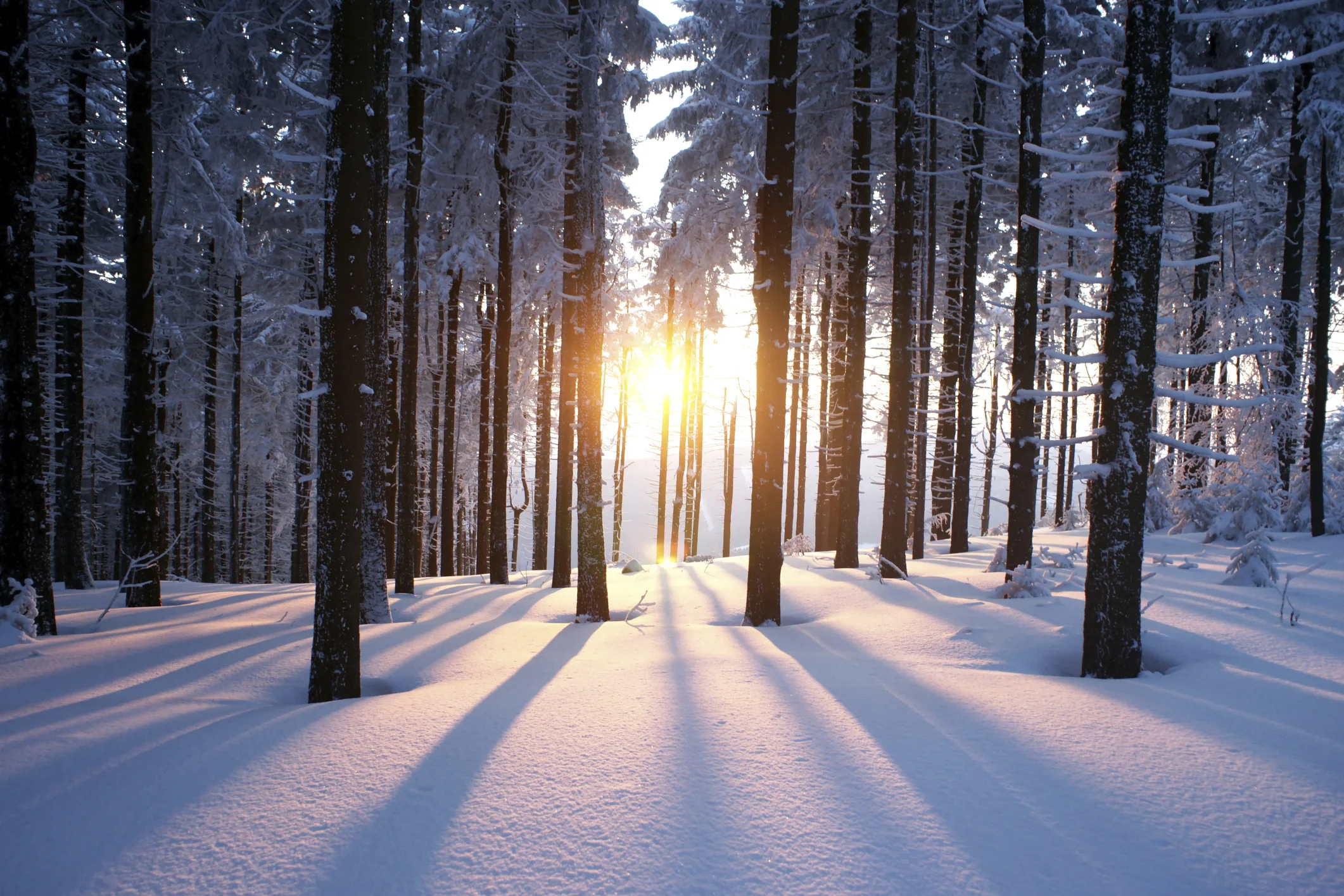 Photo by psynovec/iStock / Getty Images