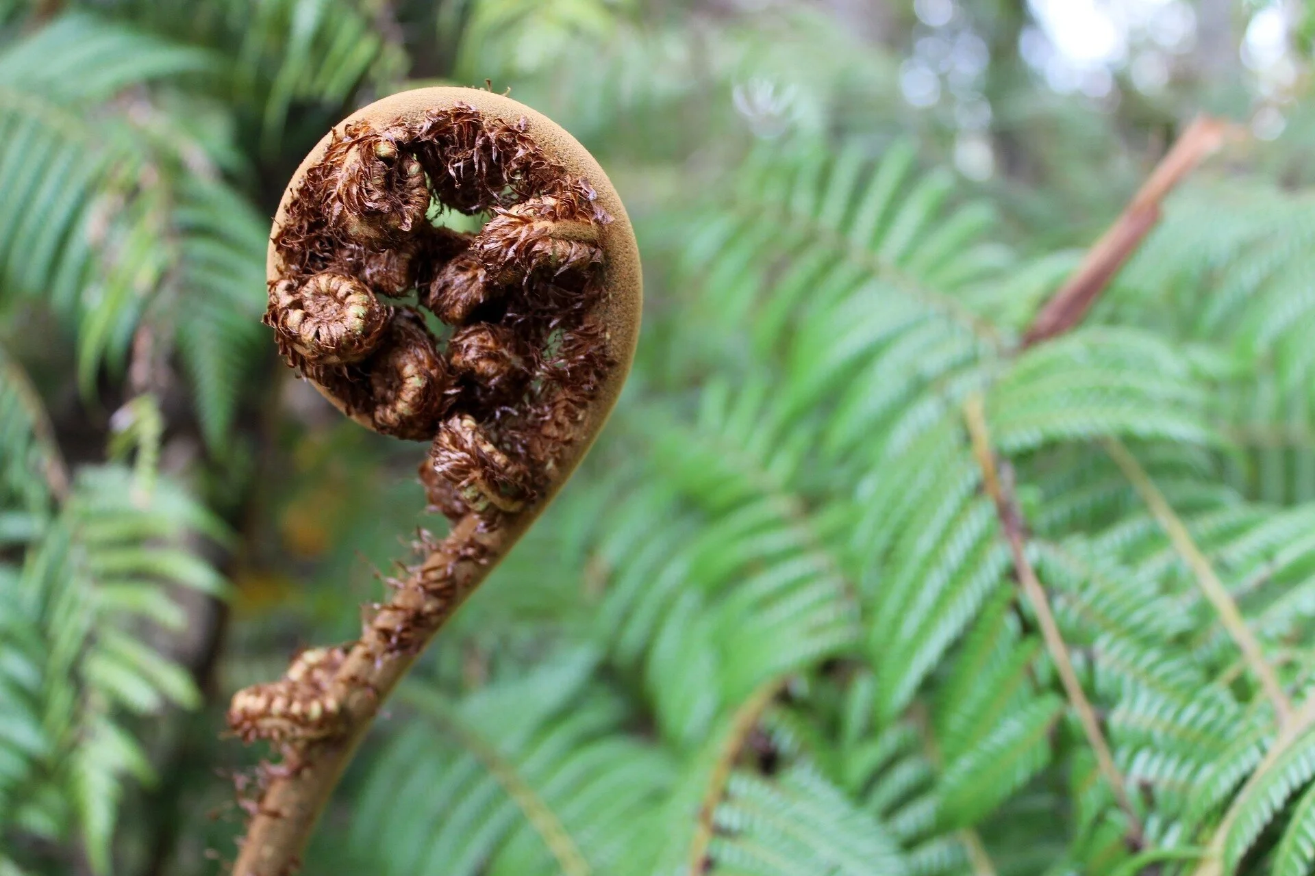 Leading Community Organisations