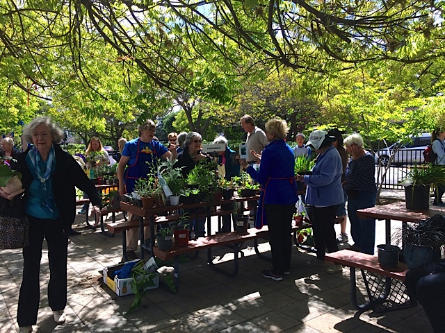  The perennial table at the plant sale 