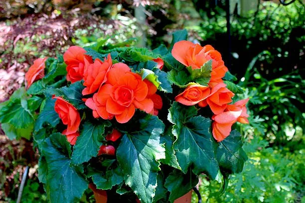 Begonia Propagation Workshop with Rita Norby of the SF Begonia Society