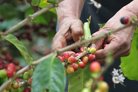 SUSTAINABILITY IN EVERY BEAN