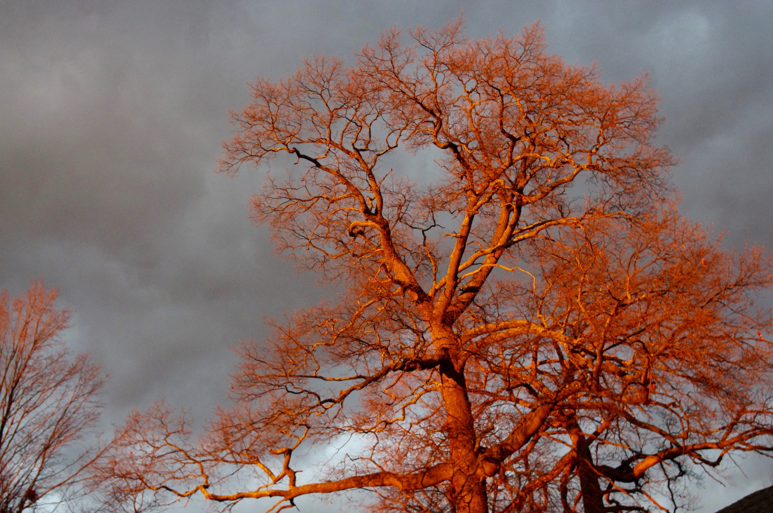Oak tree at Sunset, Manchester, 2015