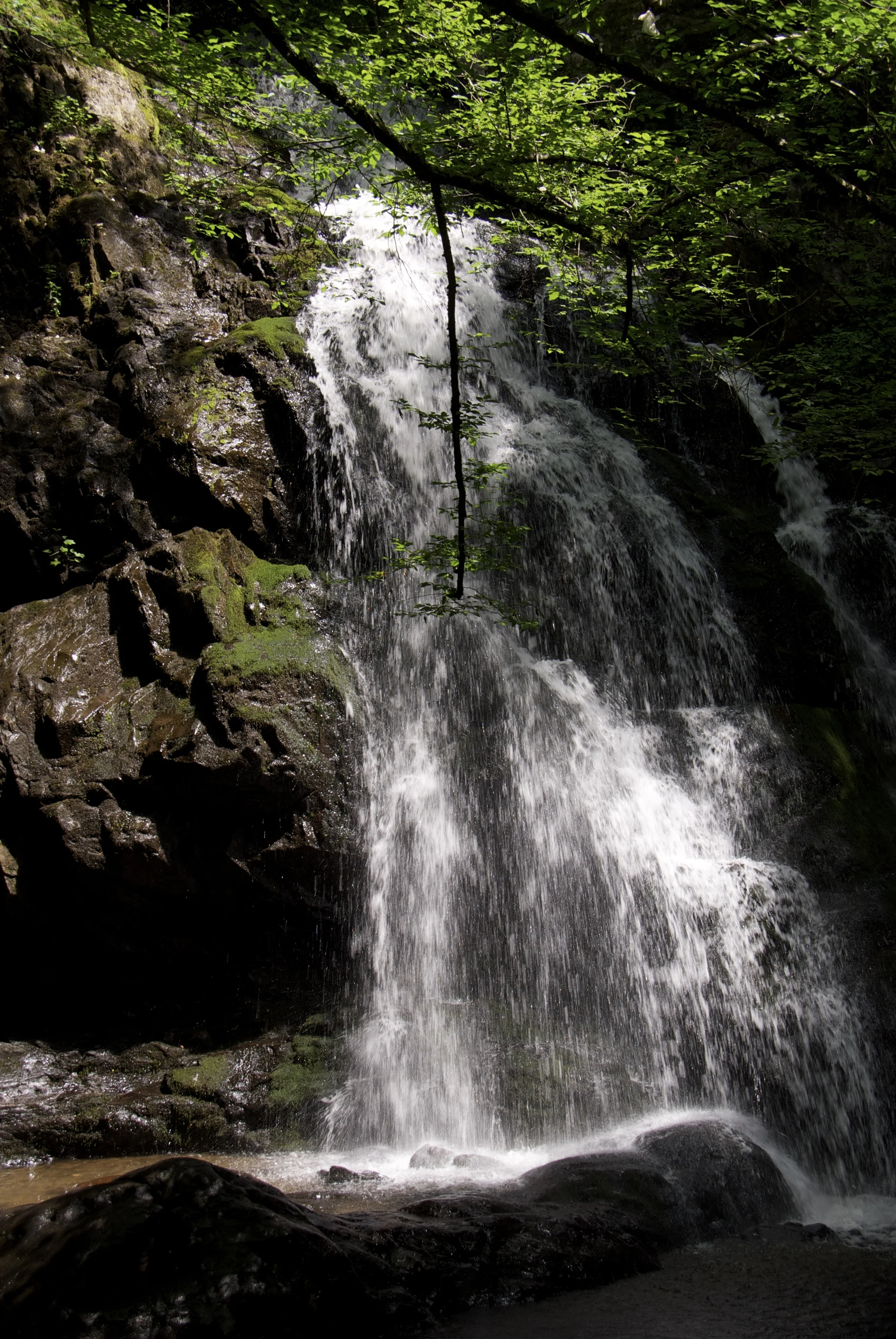 Spruce Flats Falls Trail