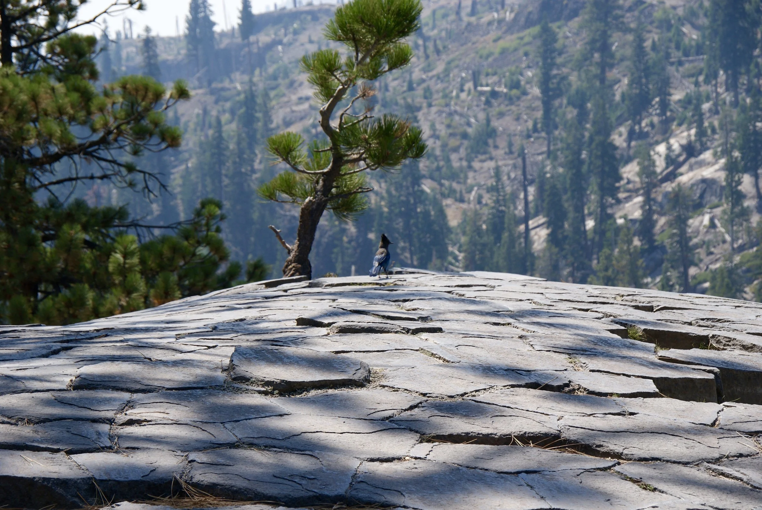 Escape the crowds and find the trail to ascend to the top of the Postpile, where you can get up close and personal with the hexagonal columns (and in our case, it's wildlife residents). It's a fascinating formation, appearing more like floor tile than a natural creation. This is also the perfect spot for a picnic lunch or snack.