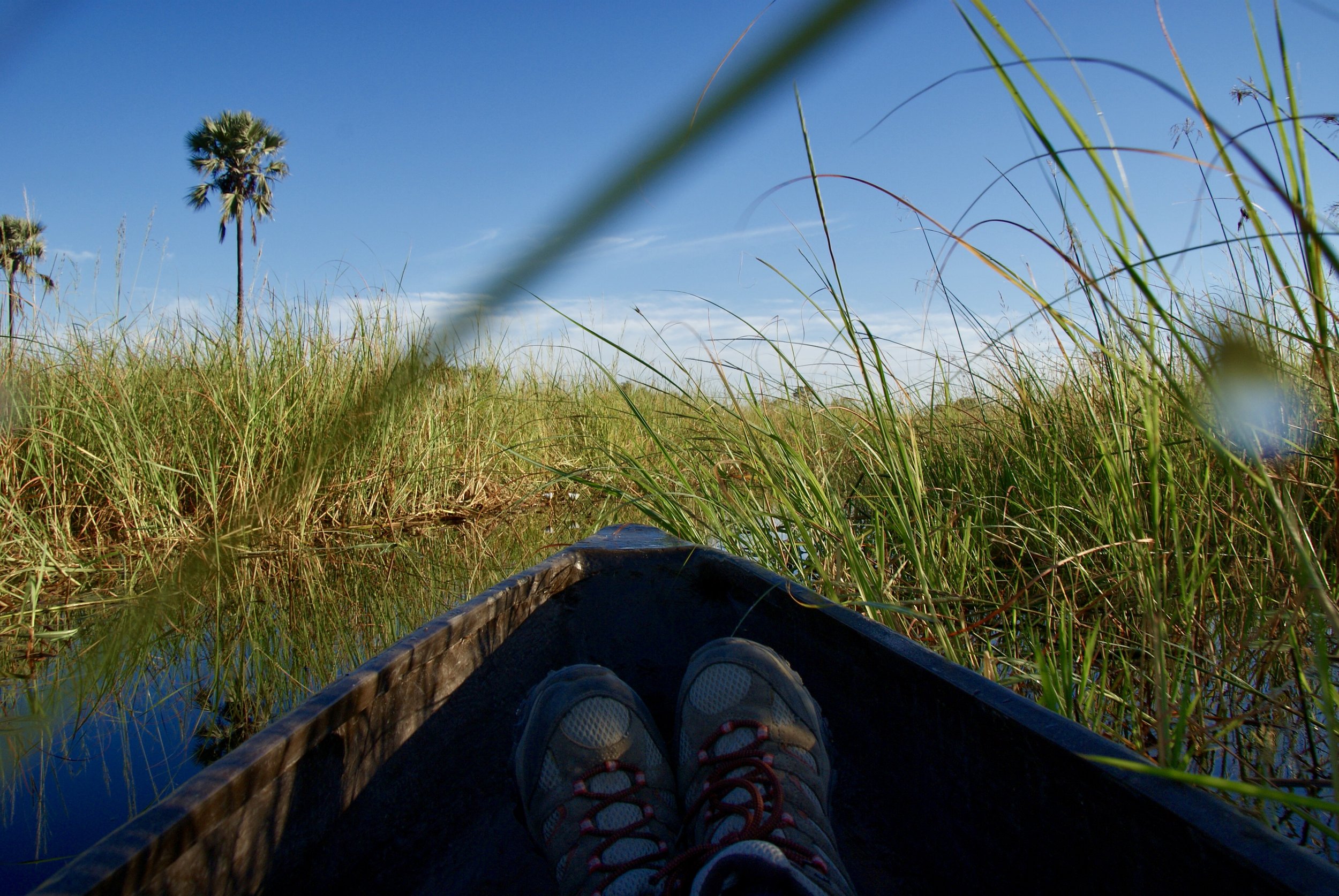 Exploring narrow waterways via Traditional Mokoro Canoe, OKavango Delta