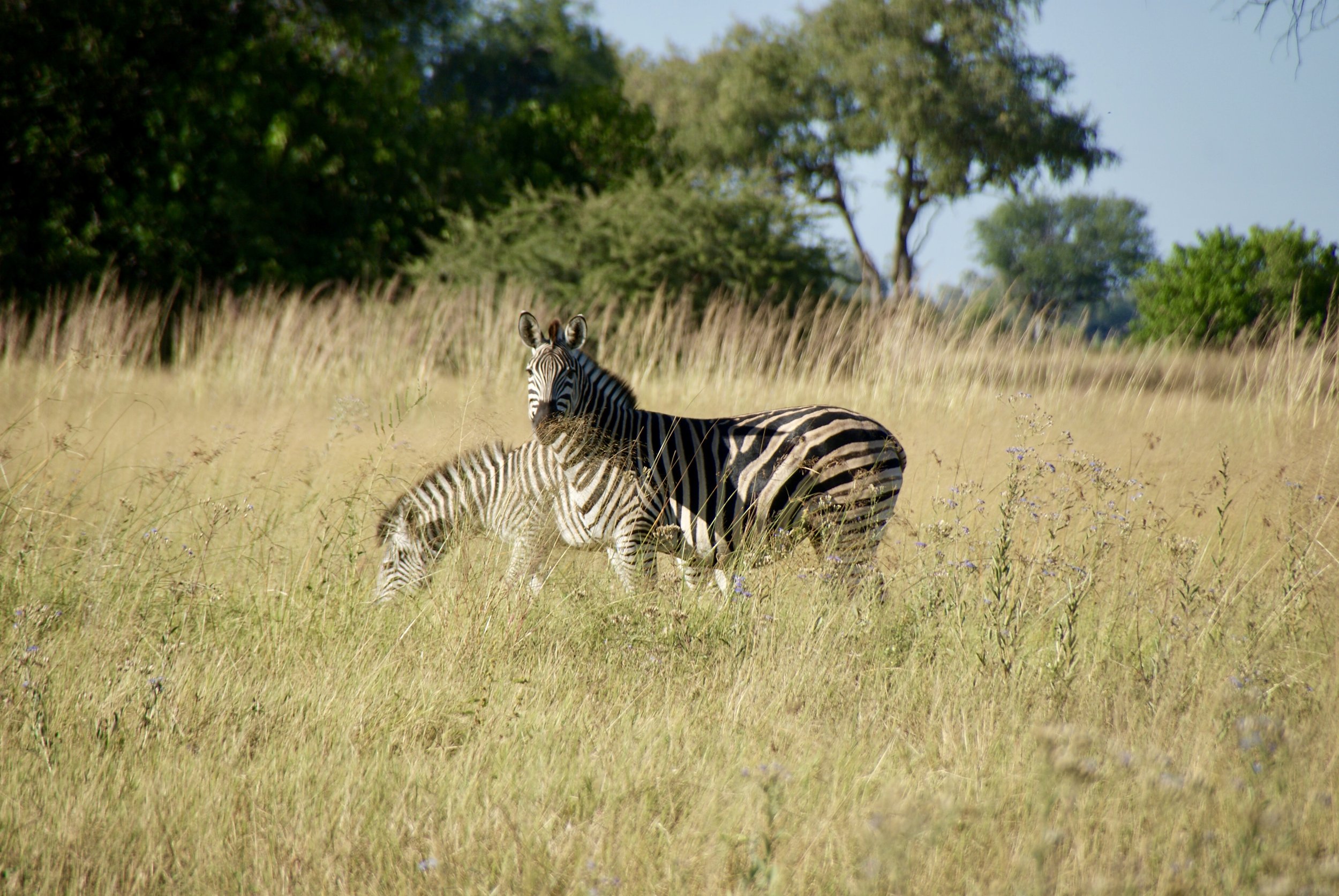 Tracking Zebra During a Safari Walk, Chief's Island, Okavango Delta