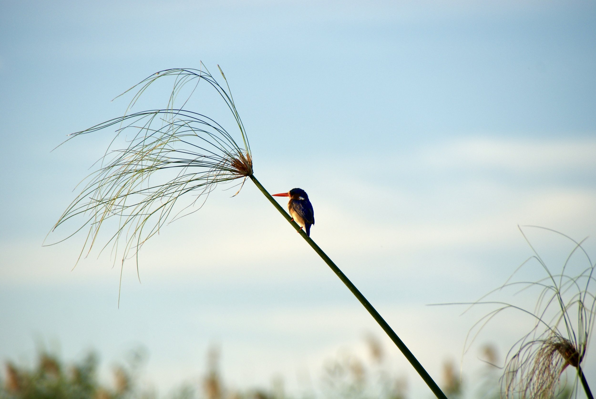 Malachite Kingfisher, Okavango Delta