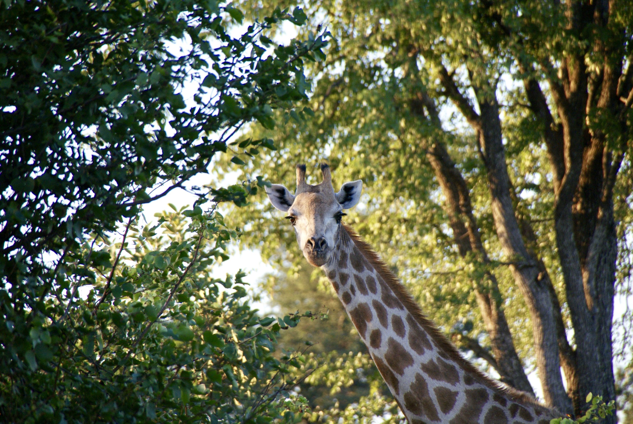 A young giraffe, LInyanti Wildlife Reserve