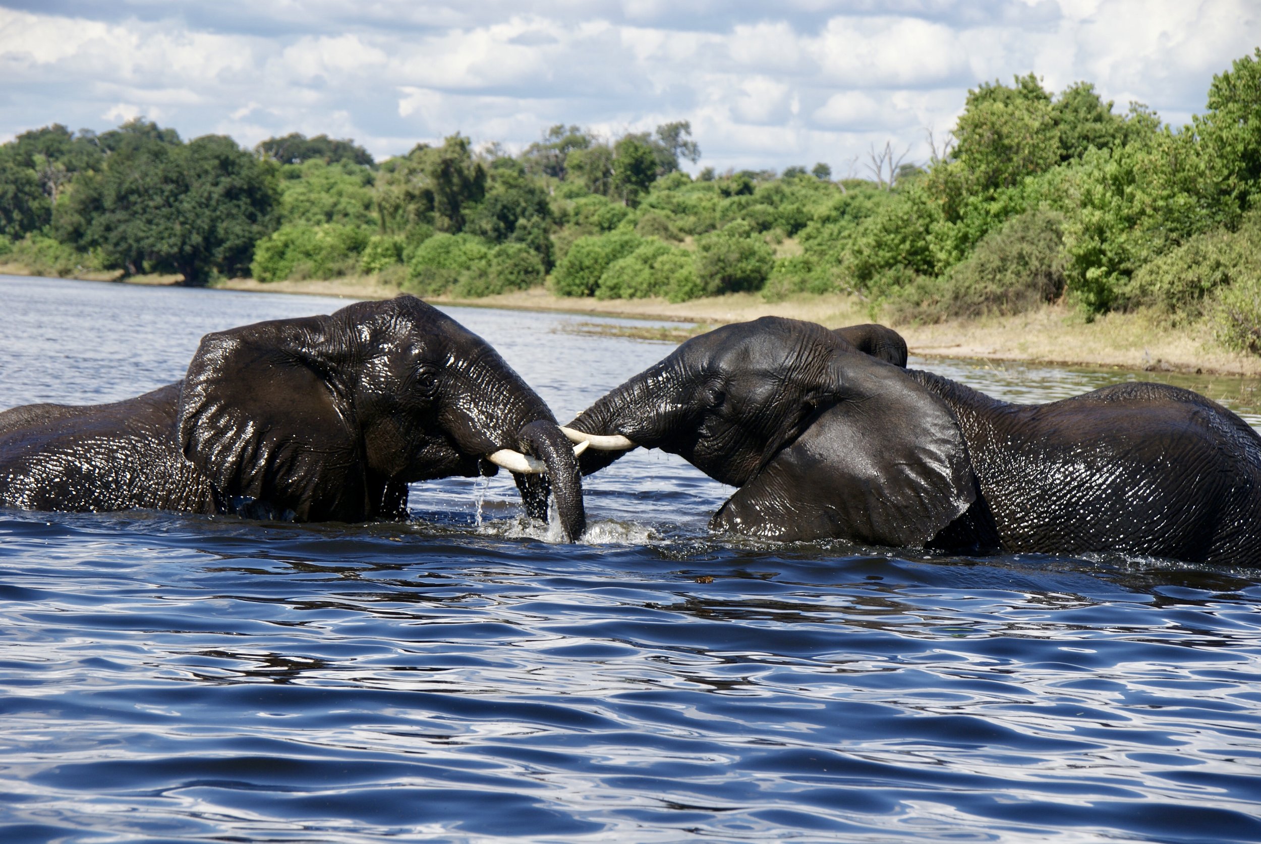 Elephants at Play, Chobe National Park