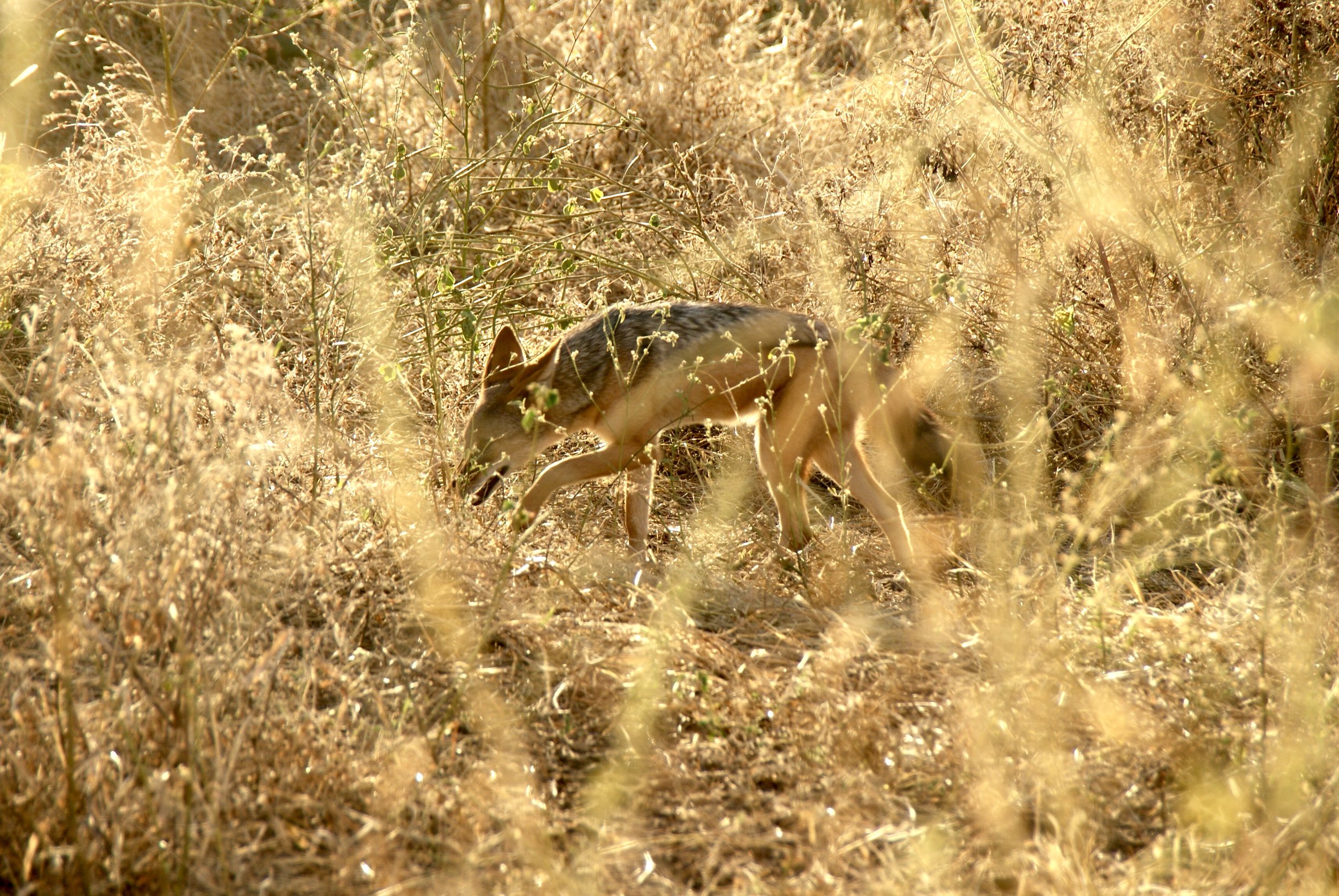 Black-Backed Jackal, Chobe National Park