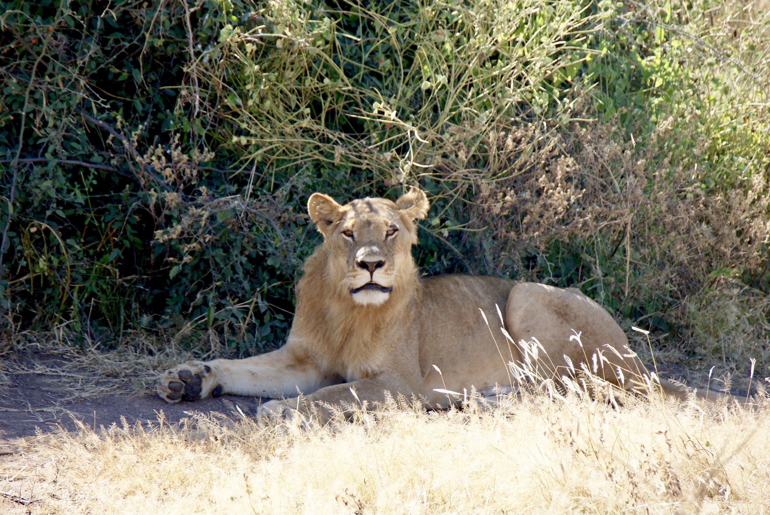 Lion at Rest, Chobe National Park