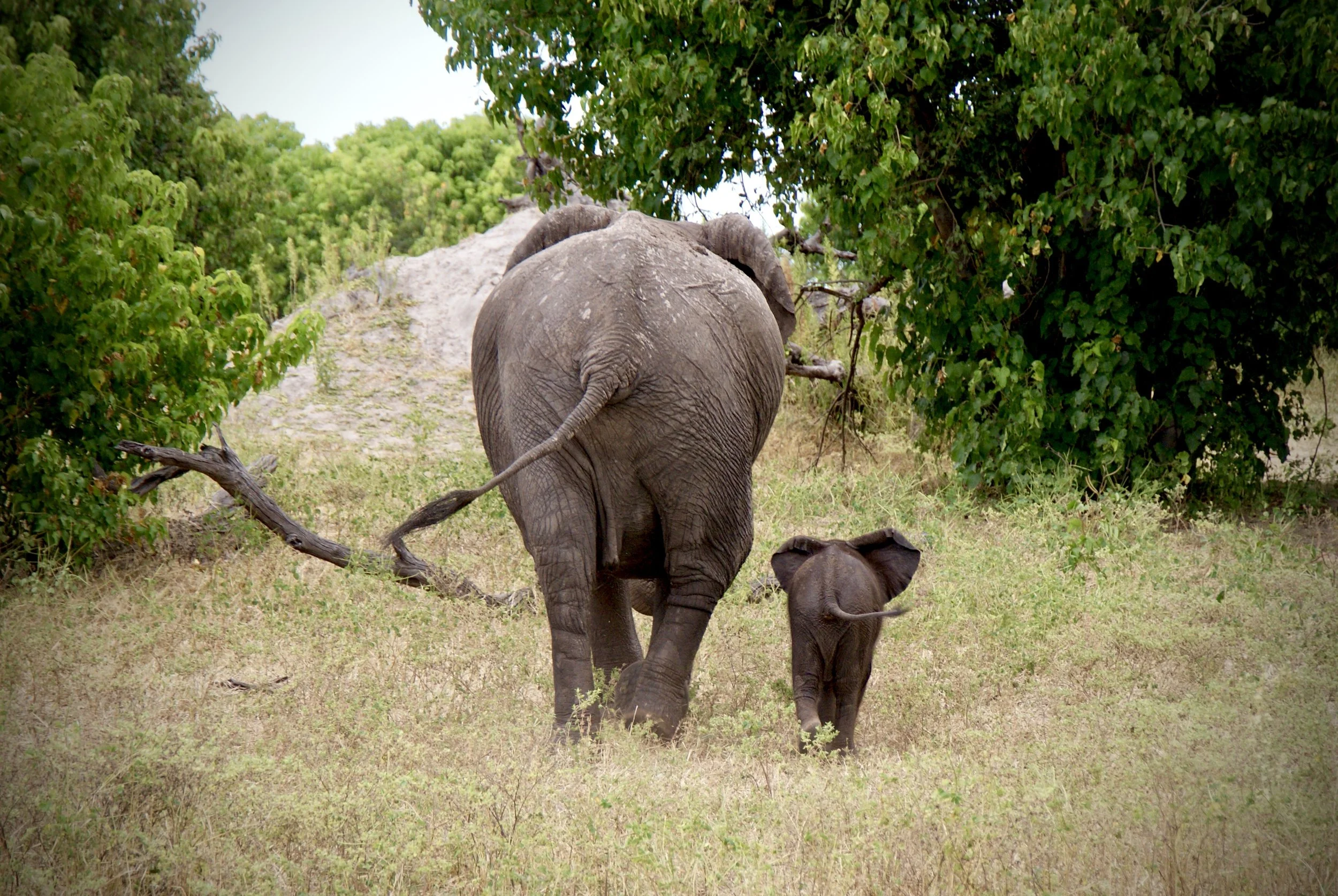 Just Back From...Botswana