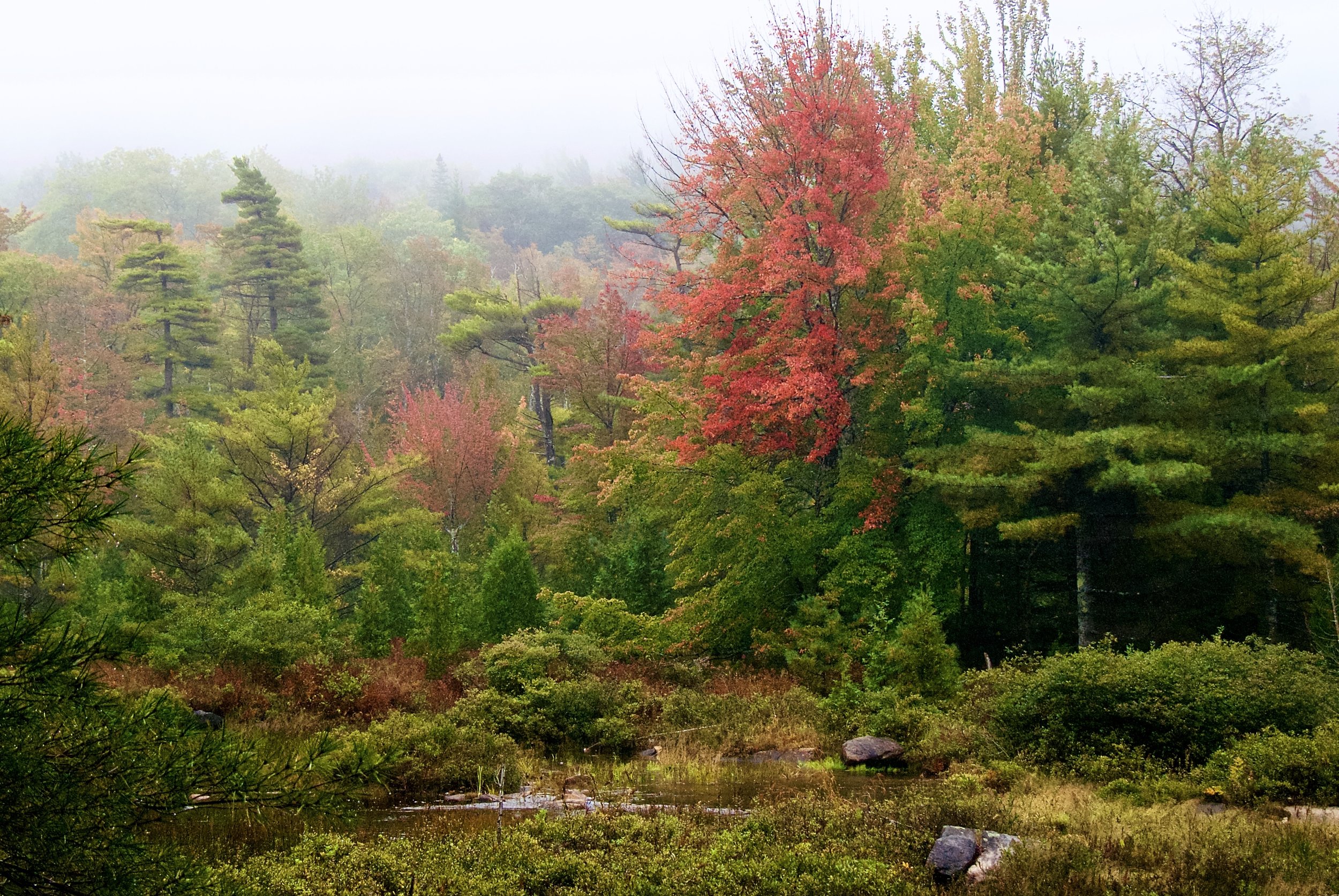 Burst of Fall Color in Acadia