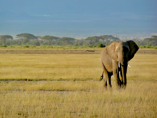 Pixabay Kenya Elephant.jpg