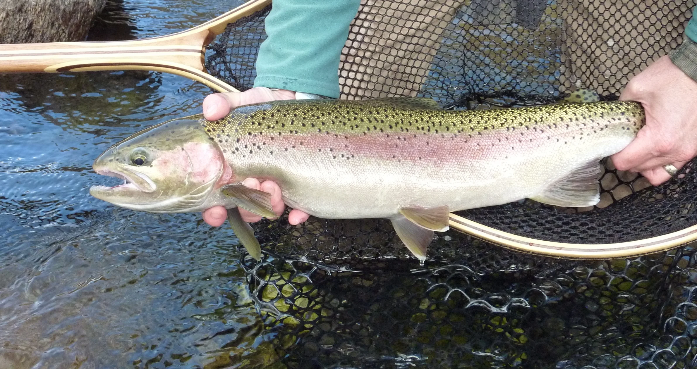 Steelhead 033.JPG
