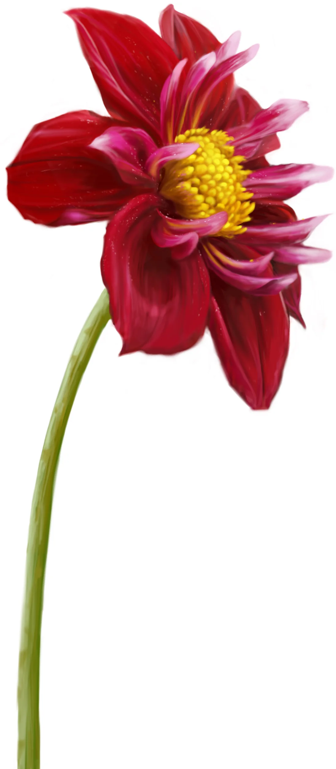 flower.jpg