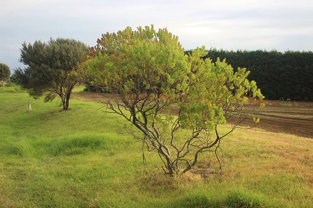 Marae-plants-150316_4.jpg