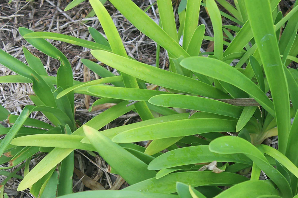 plants.jpg