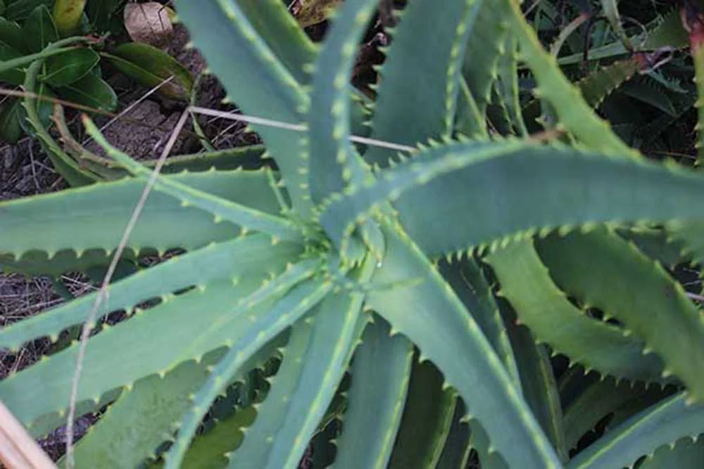 xMarae-plants-150316_3a.jpg