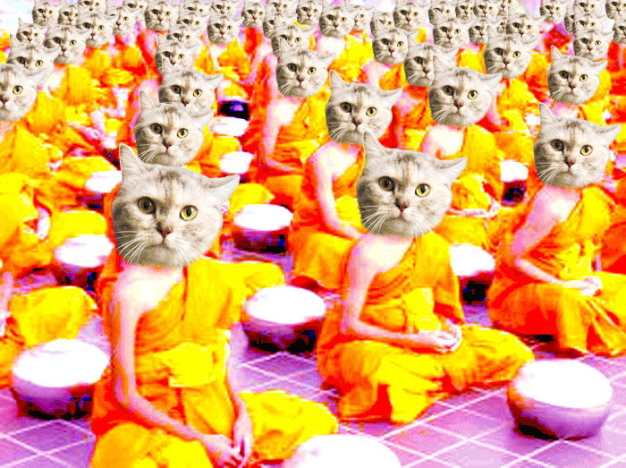 meditating-cat-final.gif