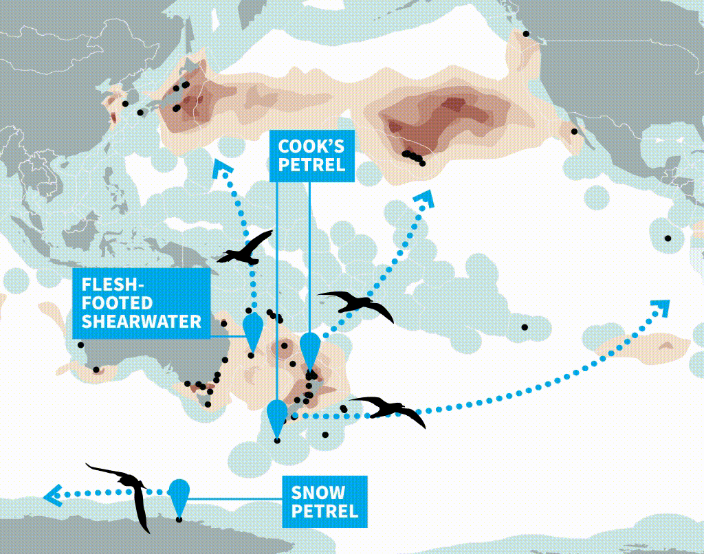 pacific.gif