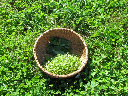 Basket with Chickweed and Plantain