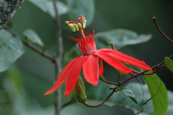 Photo from http://abosp.blogspot.com/2014/05/yasuni.html
