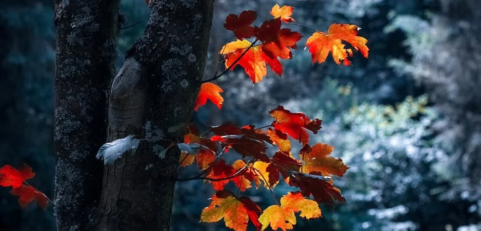 tree light leaves.jpeg