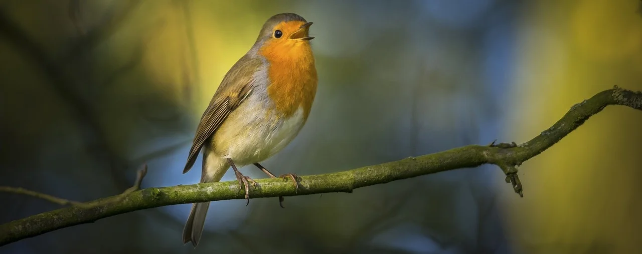 singing-robin.jpg