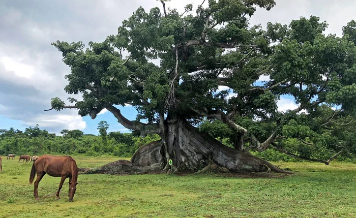 Ceiba Tree with Wild Horse