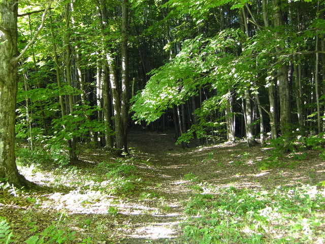 woodland path.jpeg