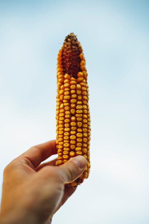 seeds corn.jpeg