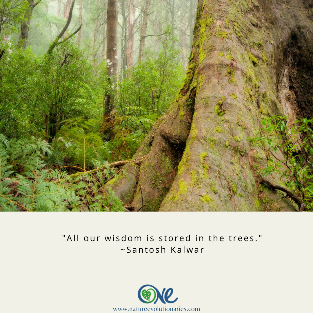 Tree Wisdom — Organization of Nature Evolutionaries