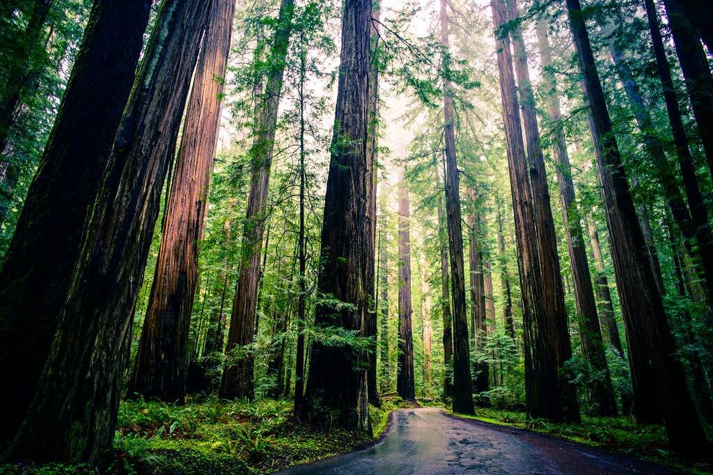hh redwoods.jpg