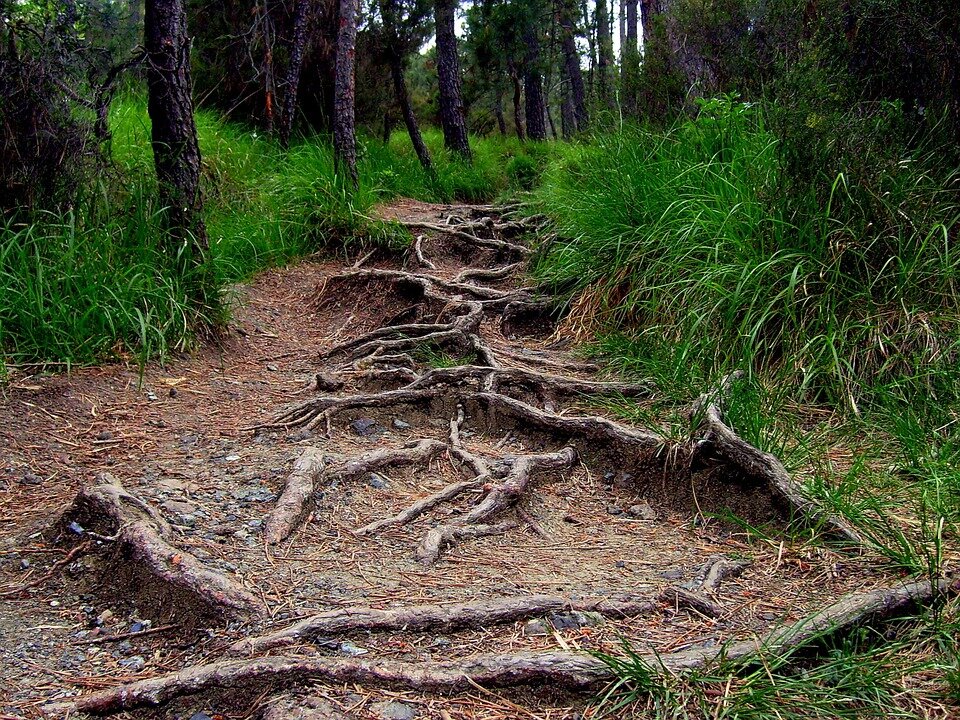 Root Path.jpg