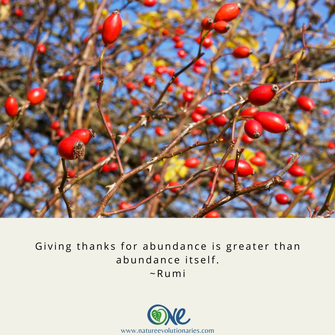 Gratitude and Abundance