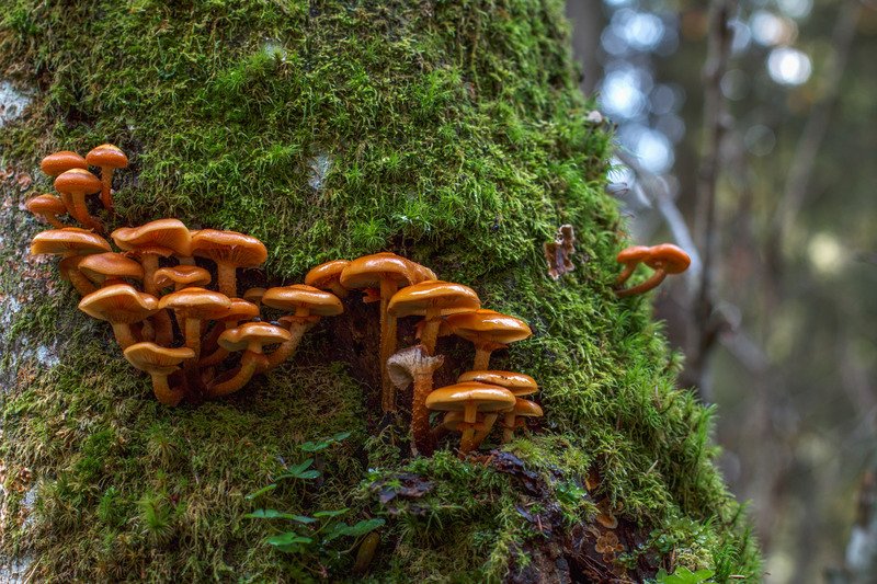 Mycelium on tree trunk.jpg