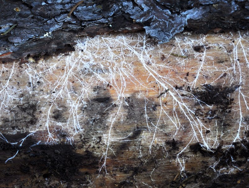 mycelium on wood.jpg